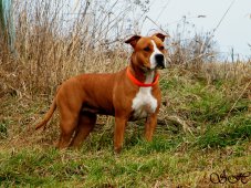 AMSTAFF