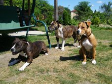 AMSTAFF