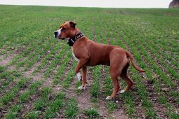 AMSTAFF