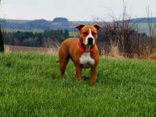 AMSTAFF