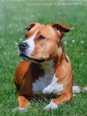 AMSTAFF