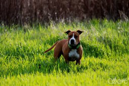 AMSTAFF