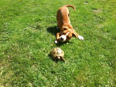 AMSTAFF