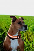 AMSTAFF
