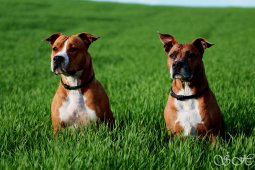 AMSTAFF