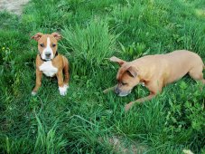 AMSTAFF
