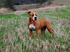 AMSTAFF
