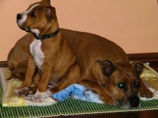 AMSTAFF