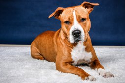AMSTAFF