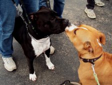 AMSTAFF